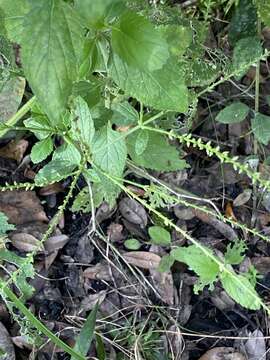 Слика од Verbena scabra Vahl