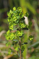 Image of Euphorbia amygdaloides subsp. amygdaloides