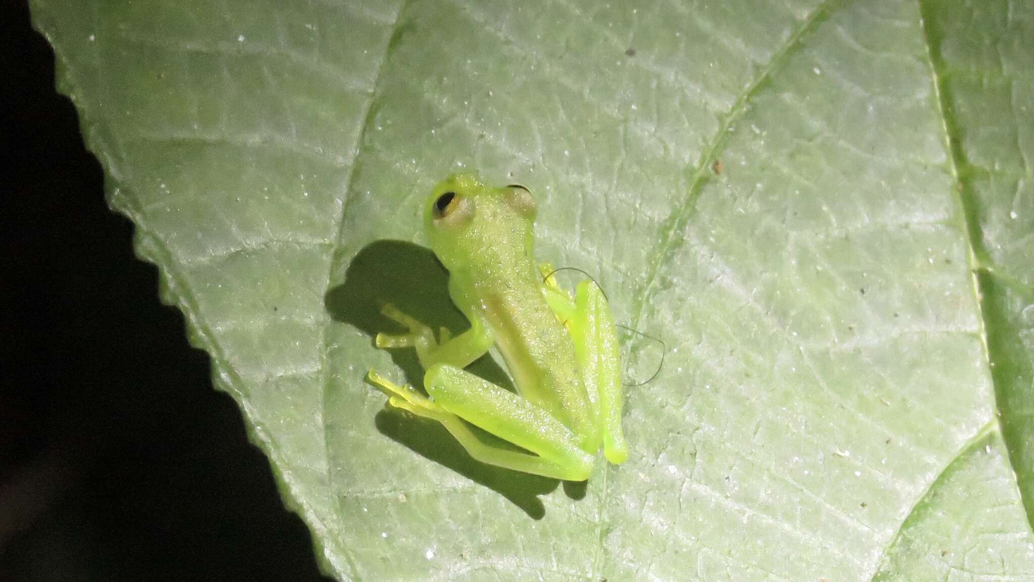 Image of emerald glass frog