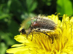 صورة Pygopleurus vulpes (Fabricius 1781)