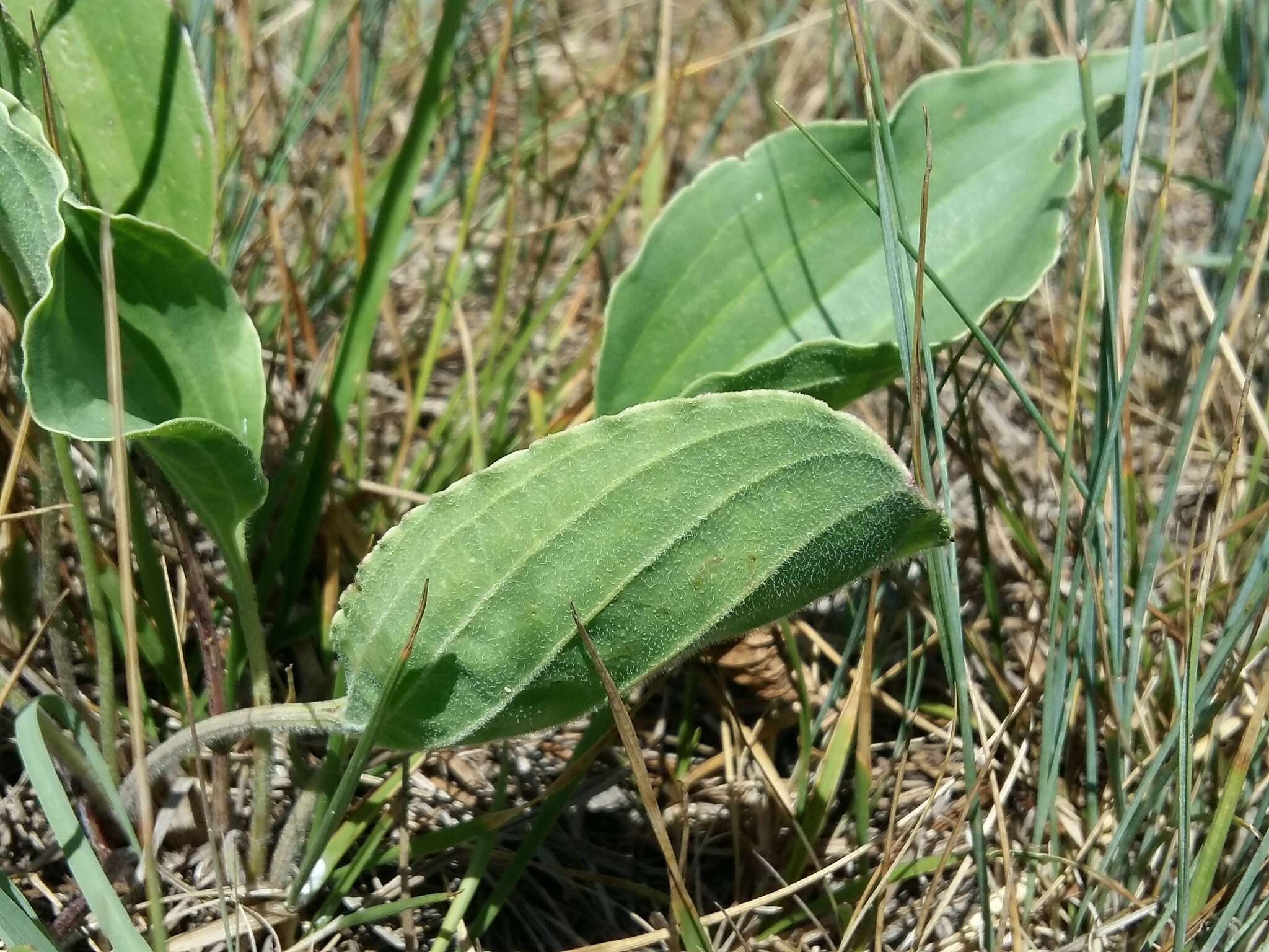 Imagem de Plantago cornuti Gouan