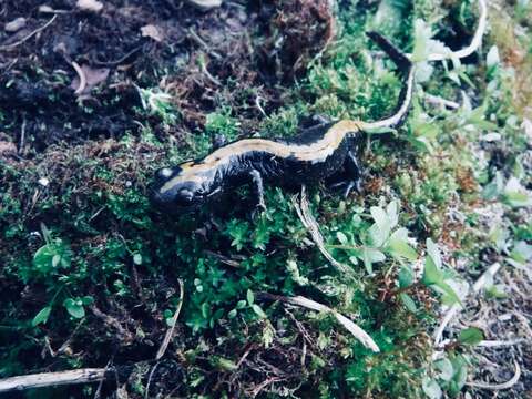 Image of Ambystoma macrodactylum krausei Peters 1882