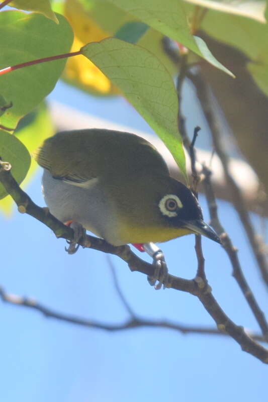 Image of Black-capped White-eye