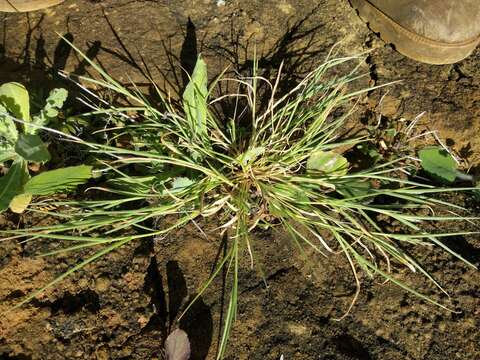 Panicum fauriei Hitchc. resmi