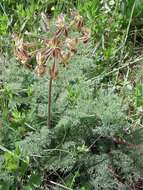 Image of Pelargonium triste (L.) L'Her.