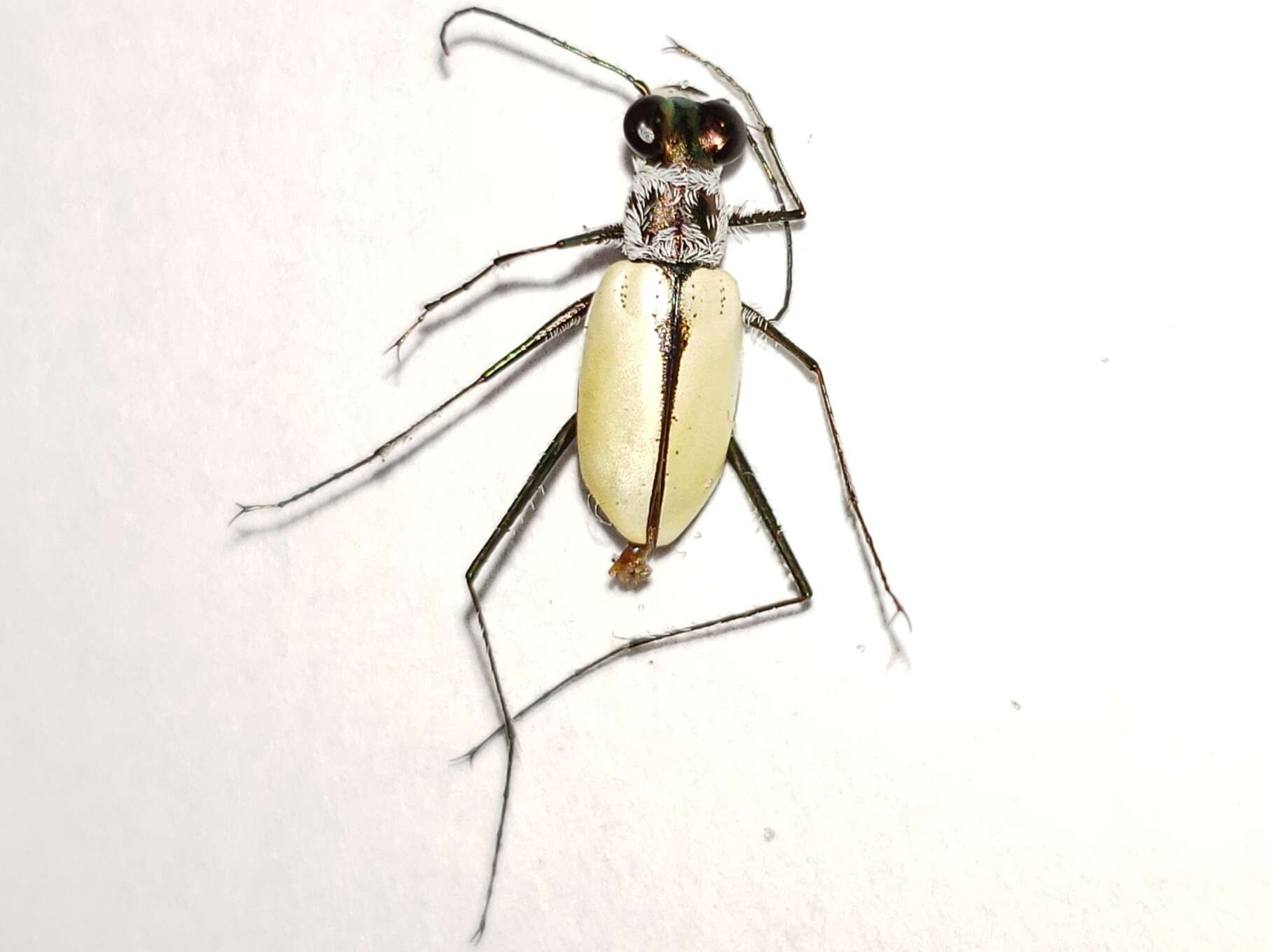 Image of Habroscelimorpha dorsalis saulcyi (Guérin-Méneville 1840)