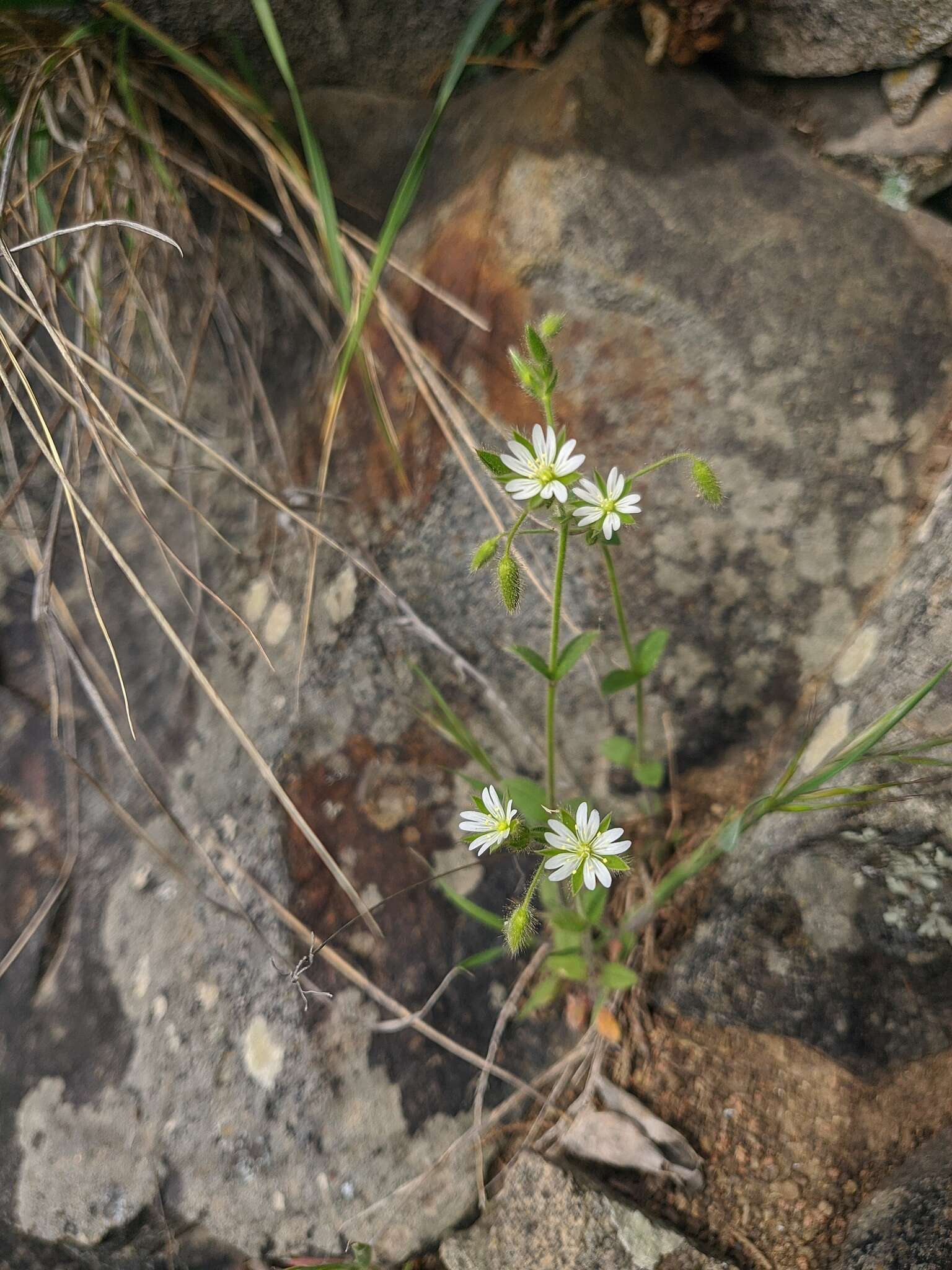 صورة Cerastium brachypetalum Desf. ex Pers.