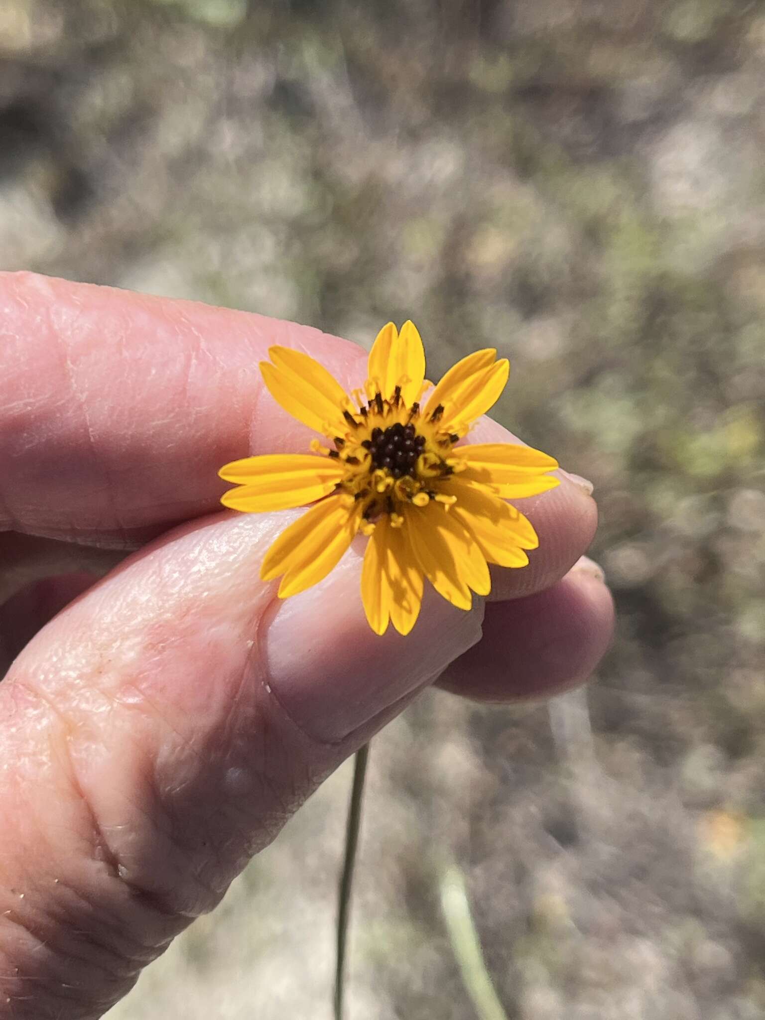 Image of Chrysanthellum pilzii J. L. Strother