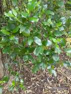 Imagem de Coprosma macrocarpa Cheeseman