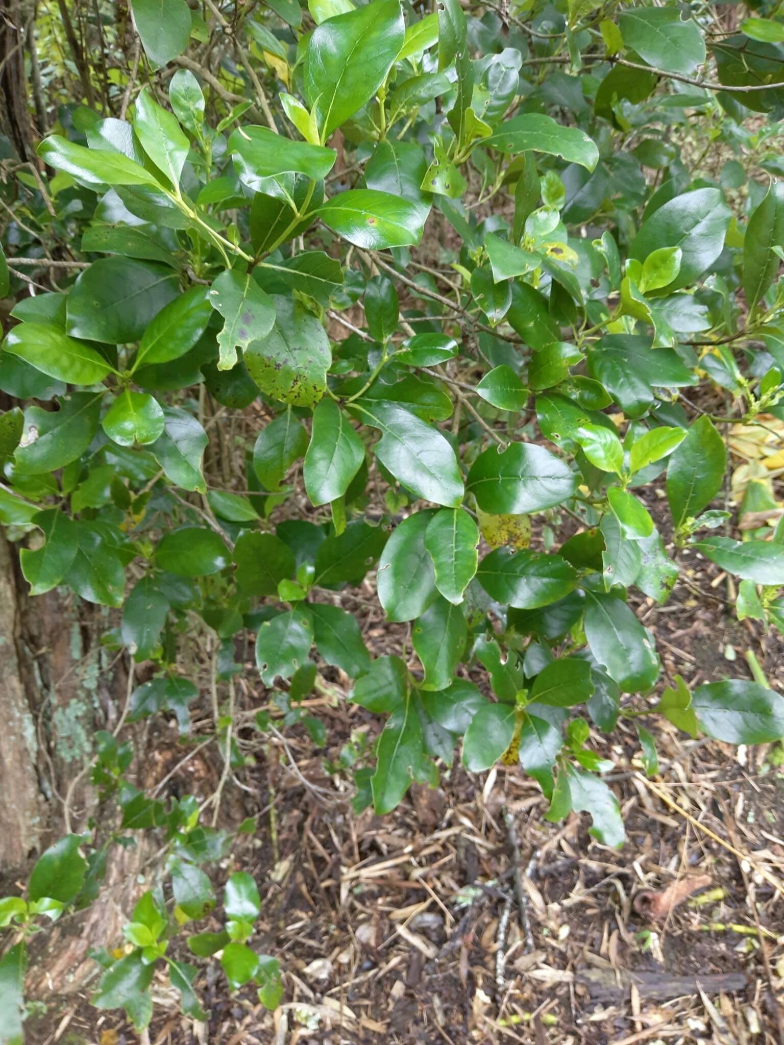 Image of Coprosma macrocarpa Cheeseman