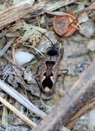 Image of Naphius apicalis (Dallas & W. S. 1852)