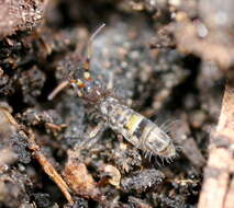 Image of hairy-back girdled springtail