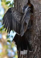 Image of African Grey Hornbill