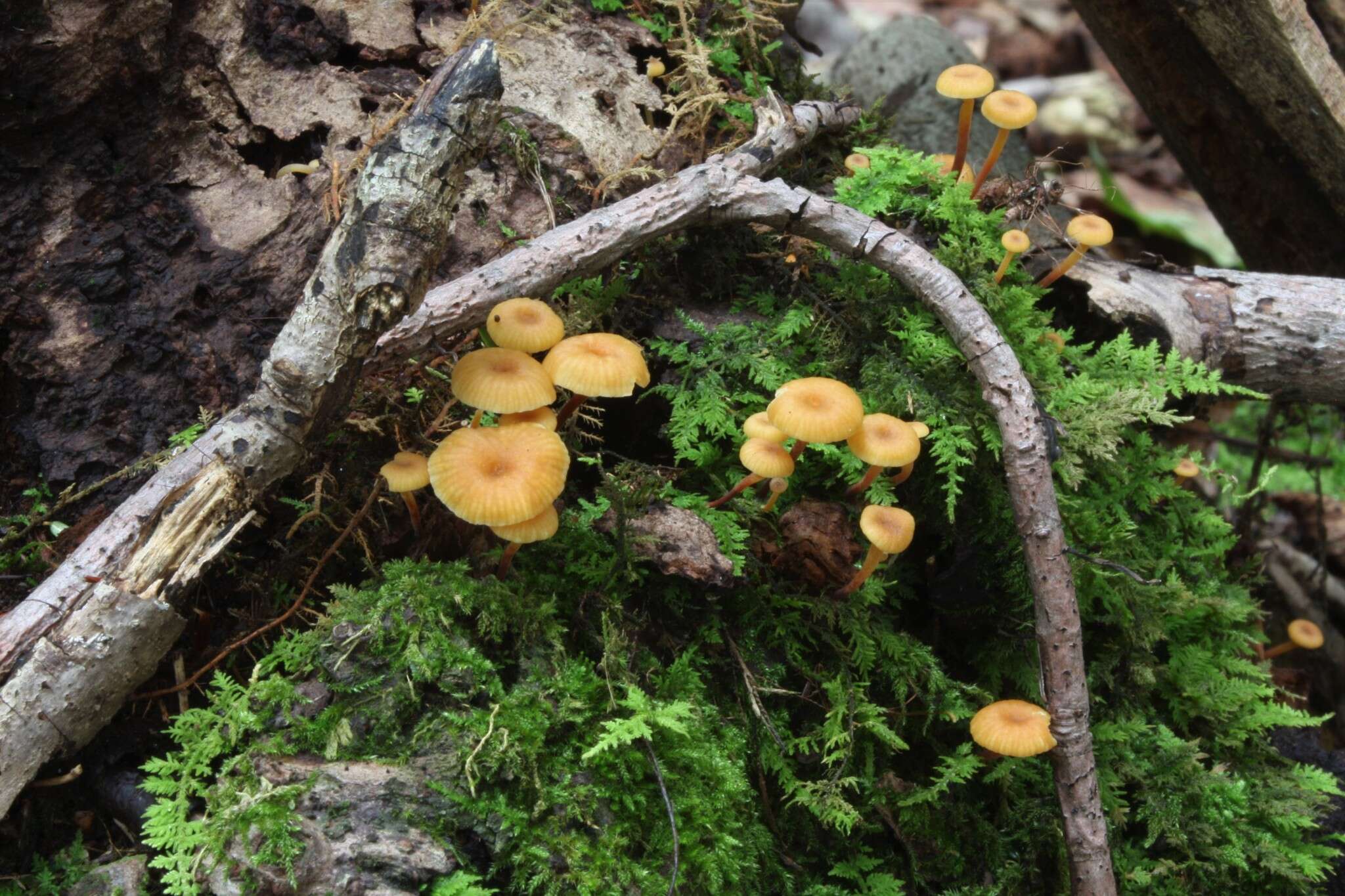 Image of Xeromphalina kauffmanii A. H. Sm. 1953