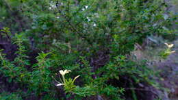 Imagem de Barleria rotundifolia Oberm.