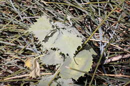 Image of Rogeria bigibbosa Engl.