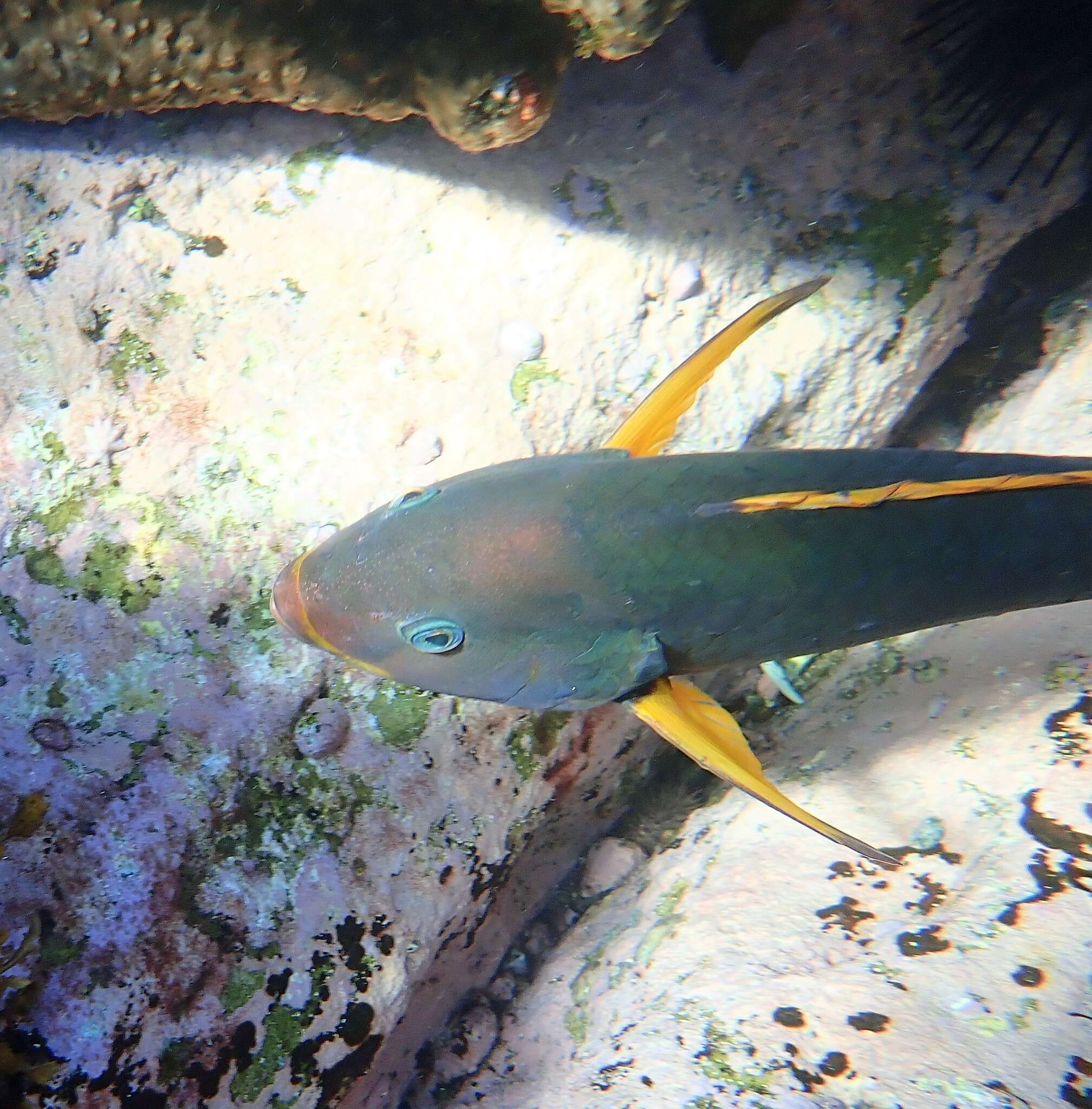 Image of Crimson banded wrasse