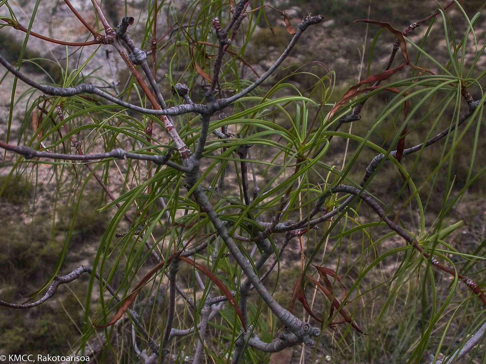 Ischnolepis graminifolia (Costantin & Gallaud) J. Klack.的圖片