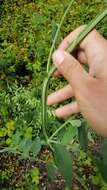 Imagem de Lathyrus jepsonii subsp. californicus (S. Watson) C. L. Hitchc.