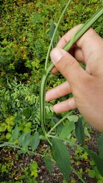 Sivun Lathyrus jepsonii subsp. californicus (S. Watson) C. L. Hitchc. kuva