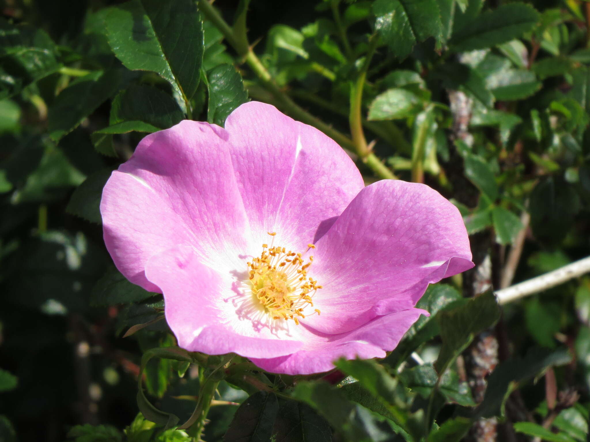 Image of shining rose