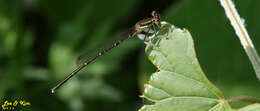 Image of Platycnemis phyllopoda Djakonov 1926