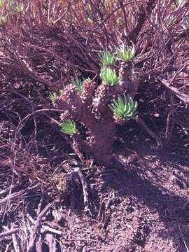 Image of Tylecodon wallichii subsp. wallichii