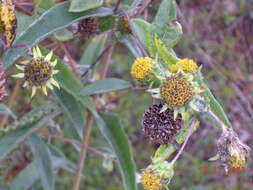 Sivun Helianthus eggertii Small kuva