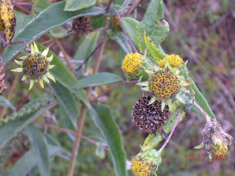 Image of Eggert's sunflower