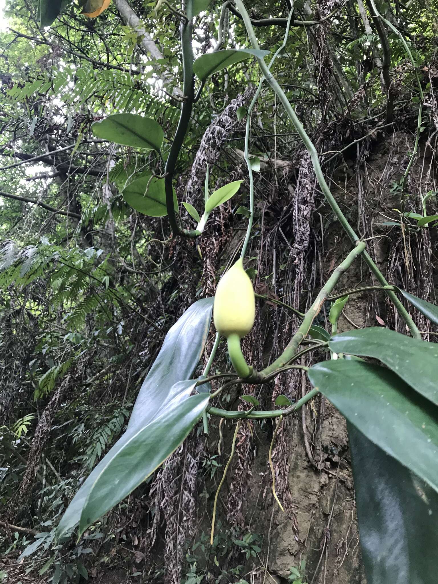 Image of Rhaphidophora hongkongensis Schott