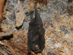 Image of thumbless bat