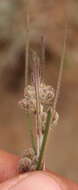 Image of Aspidoglossum glabrescens (Schltr.) F. K. Kupicha