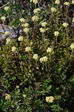 Image of Crassula latibracteata Tölken