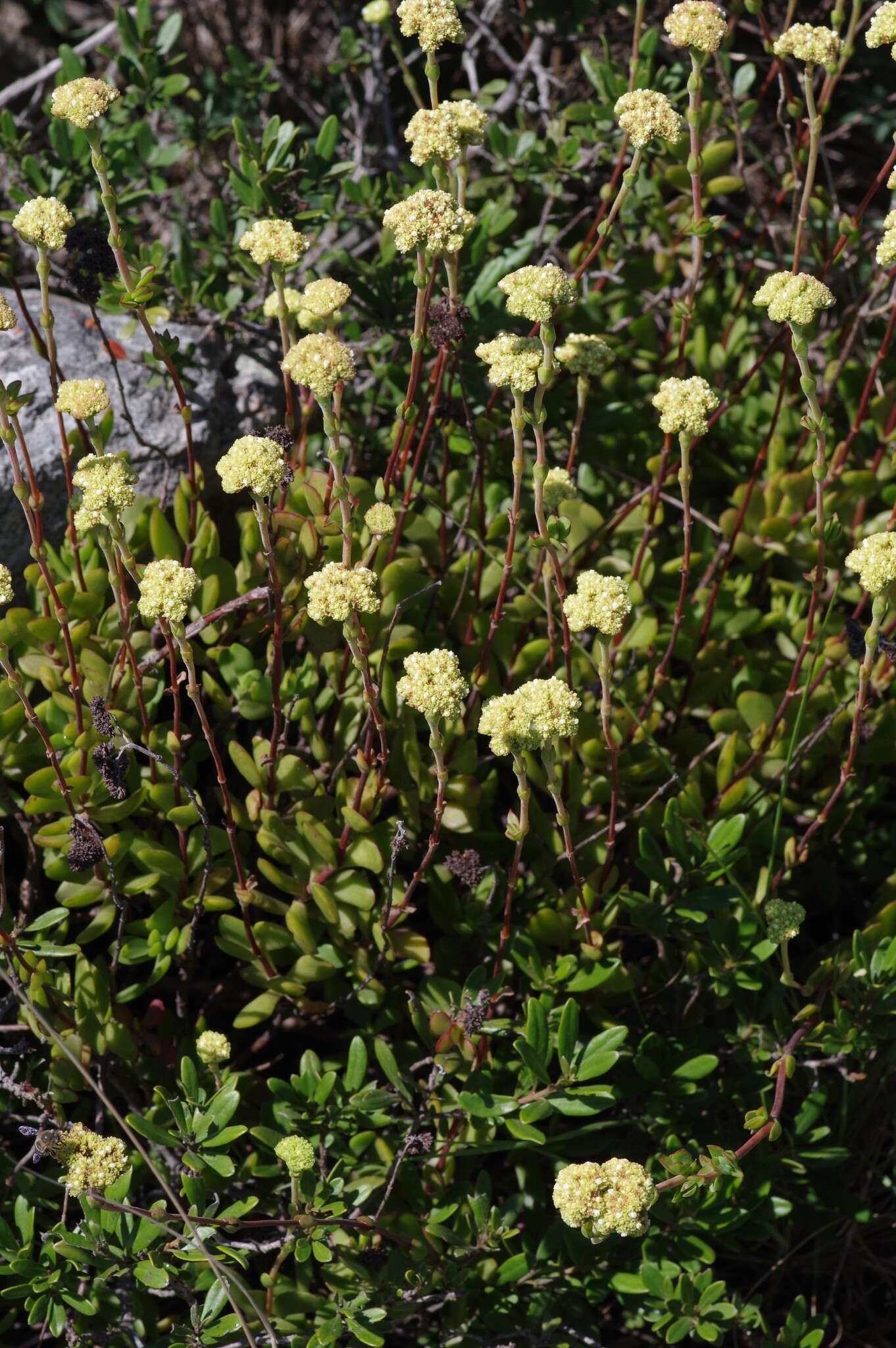 Image of Crassula latibracteata Tölken