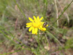 Image of Wright's snakeweed