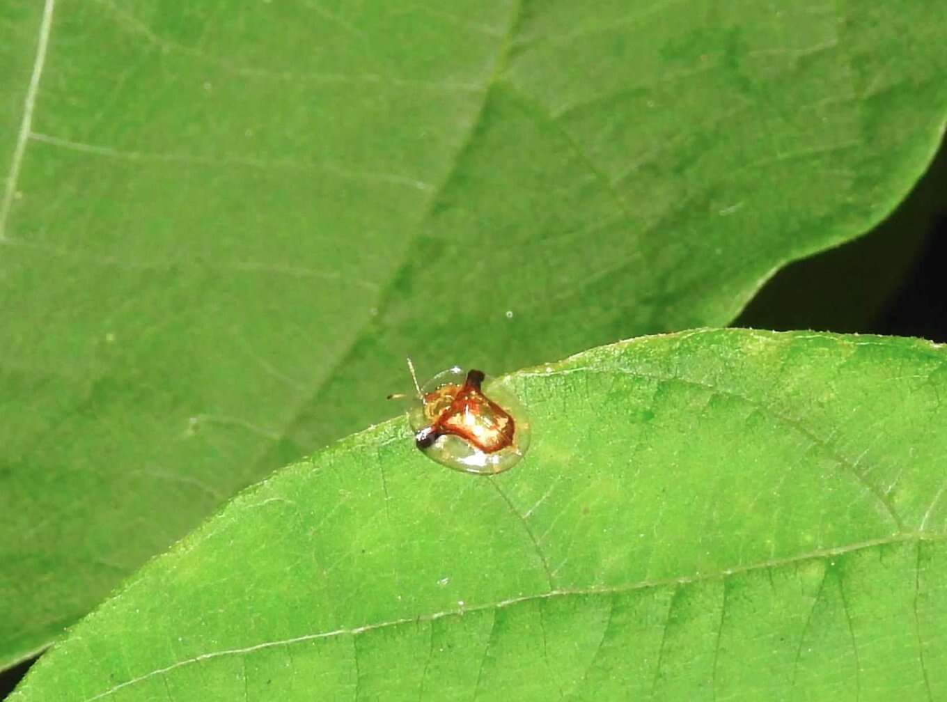 Image of Aspidimorpha (Aspidimorpha) furcata (Thunberg 1789)