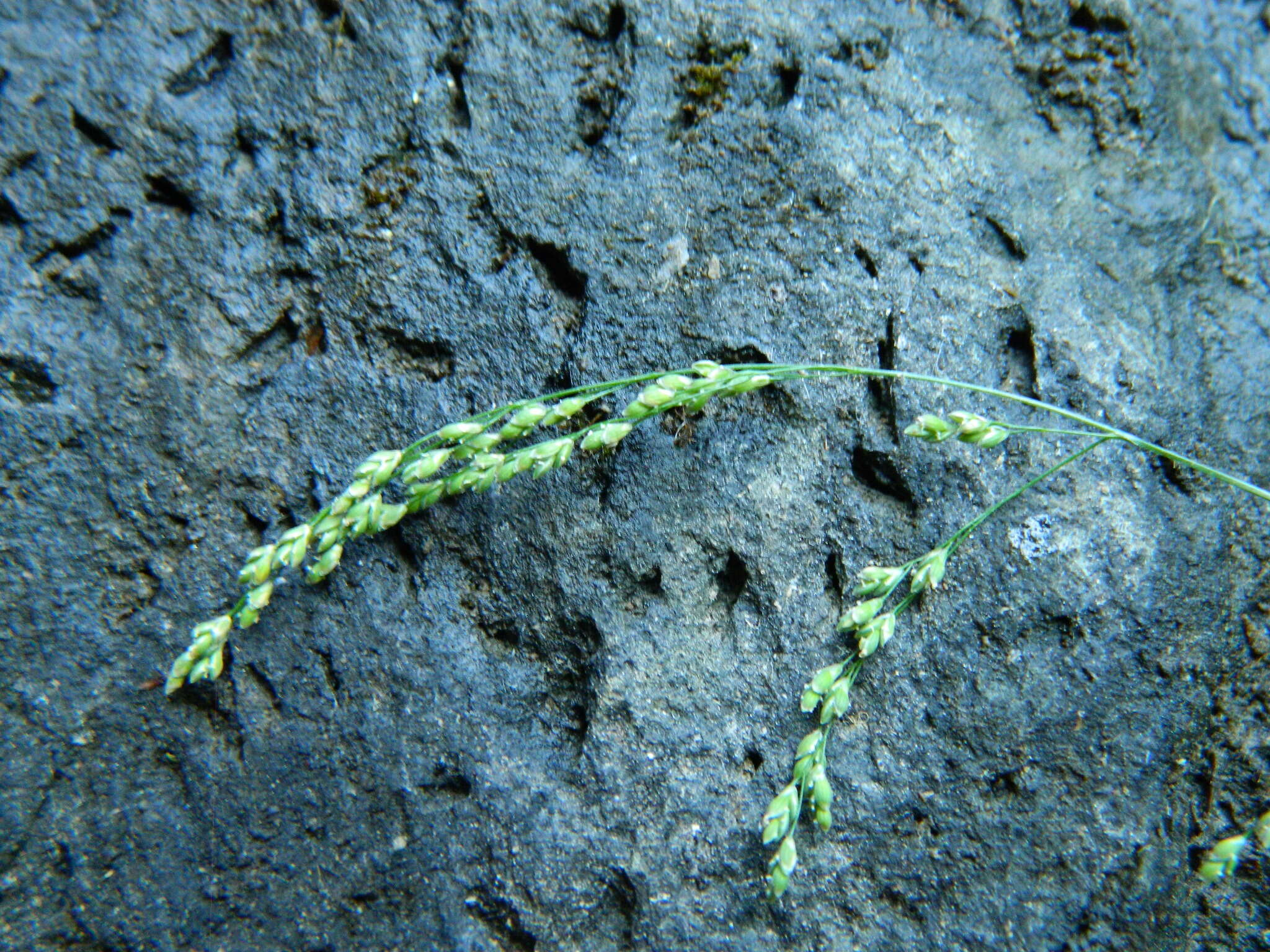 Image of Tall Manna Grass