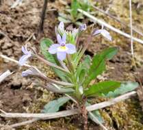 Image of cascade calicoflower