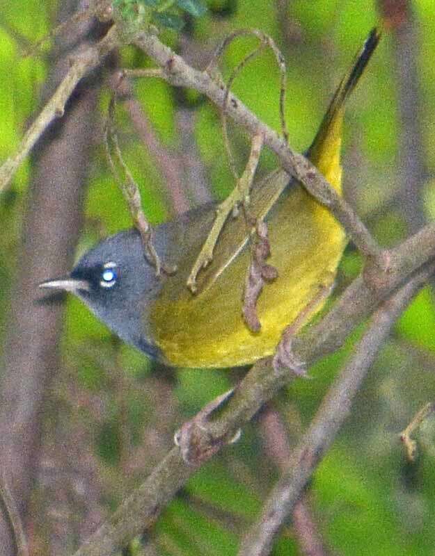 Image of MacGillivray's Warbler