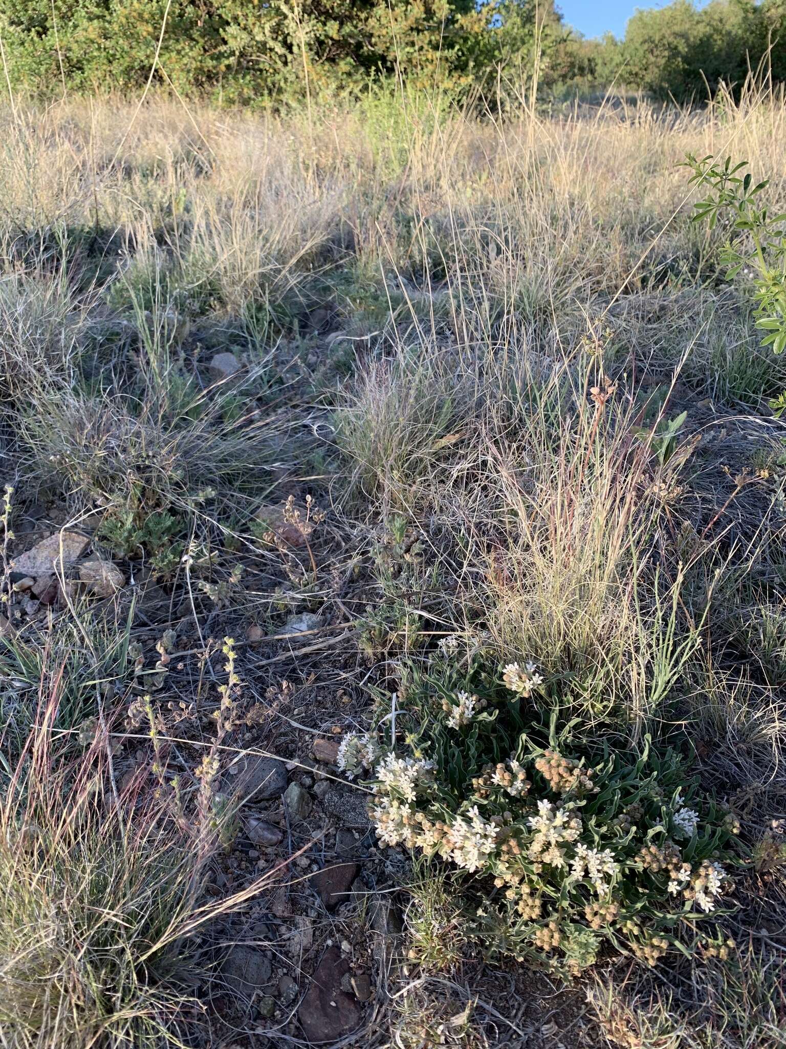 Image of dwarf milkweed