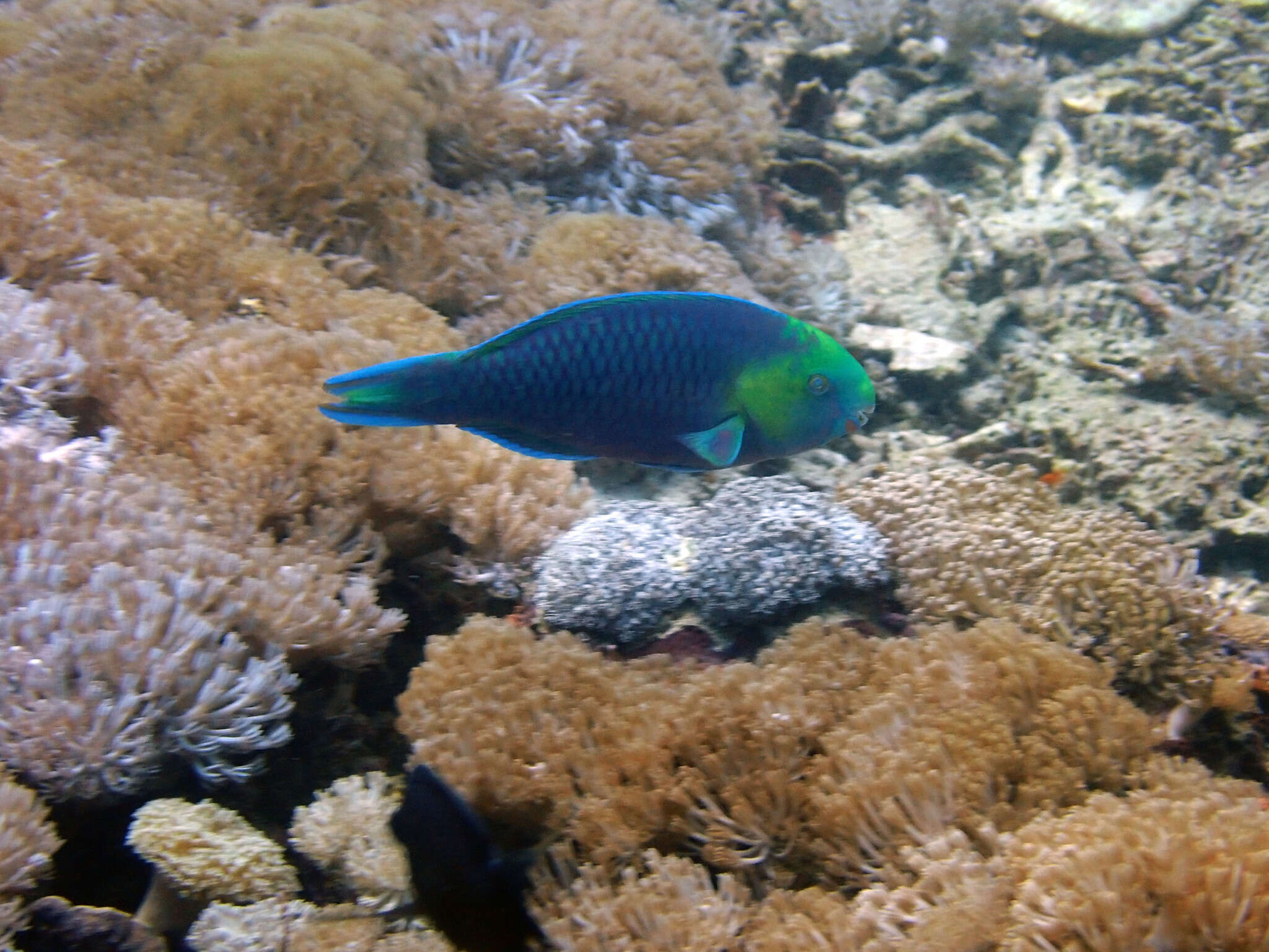 Image of Greensnout parrotfish