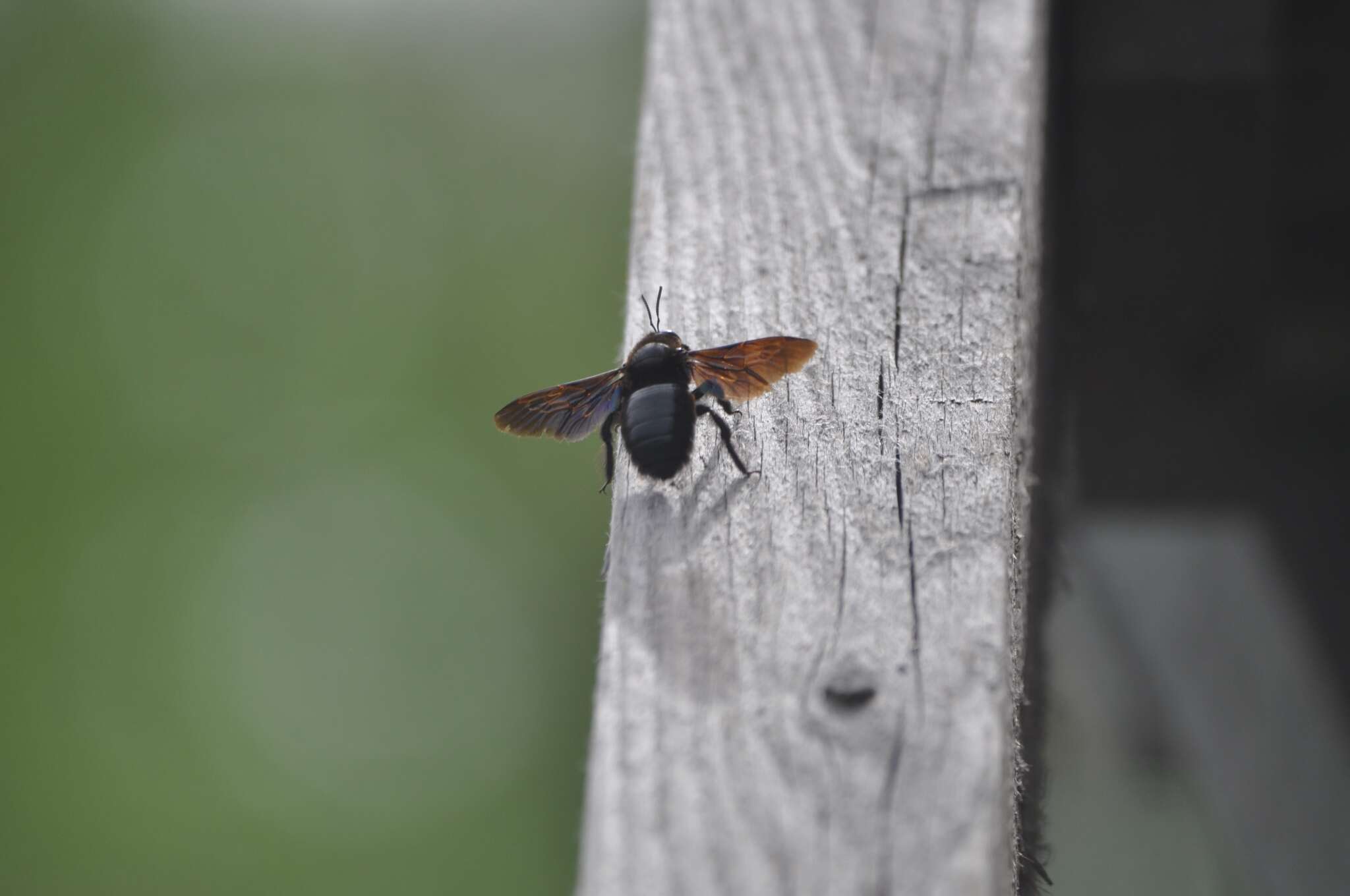 Xylocopa valga Gerstäcker 1872 resmi