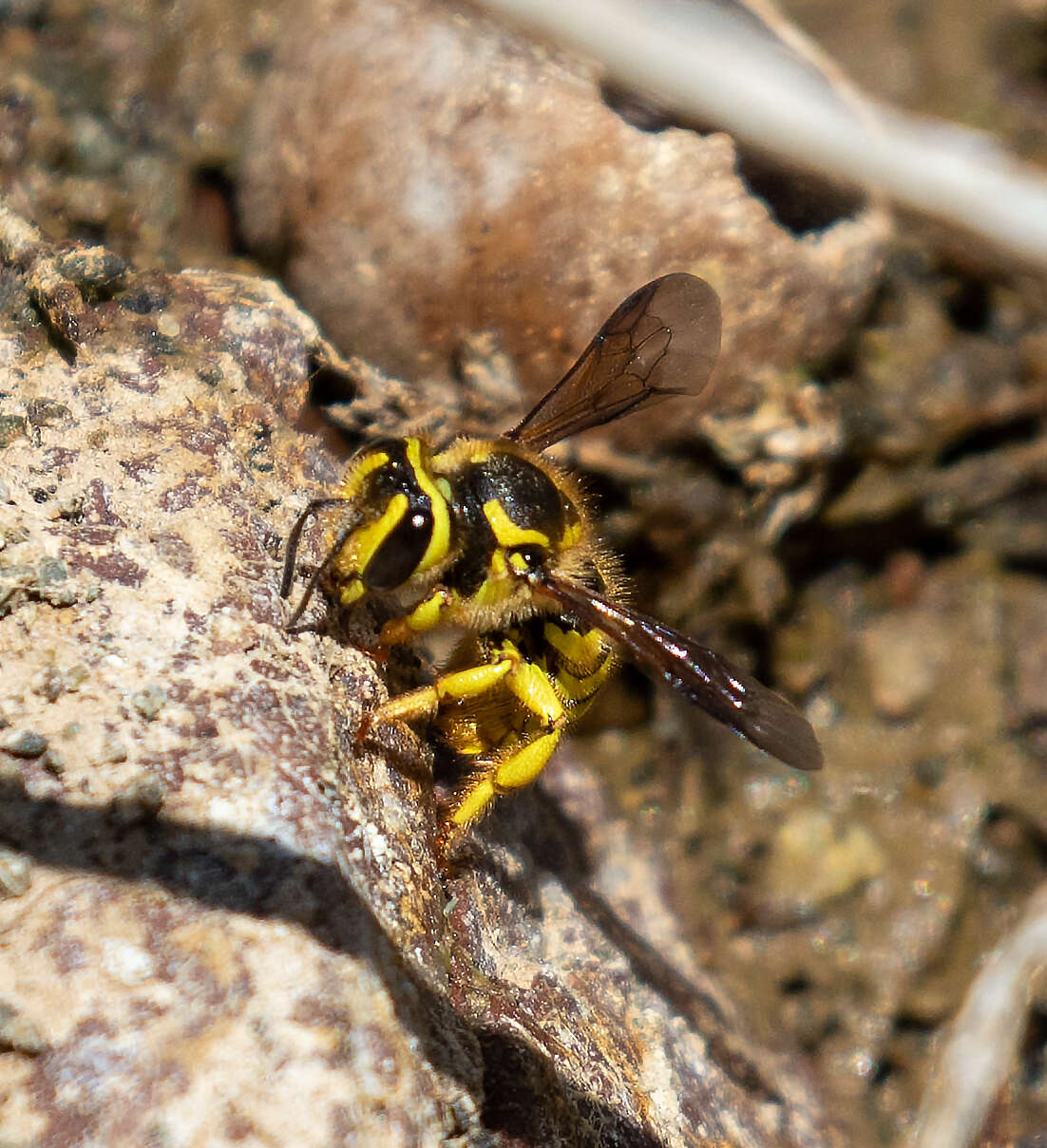 Image of Anthidium illustre Cresson 1879