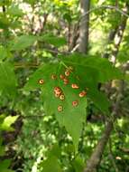 Image of Ocellate Gall Midge