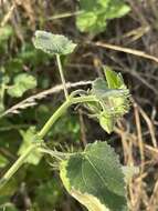 Hibiscus vitifolius L.的圖片