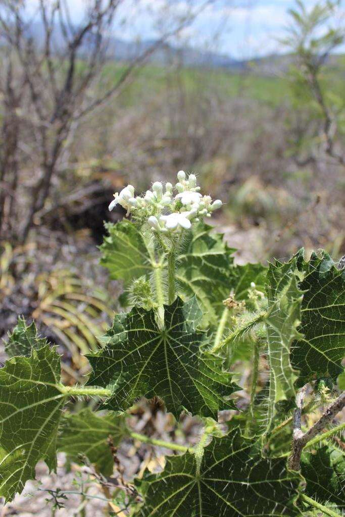 Image of Cnidoscolus rotundifolius (Müll. Arg.) McVaugh