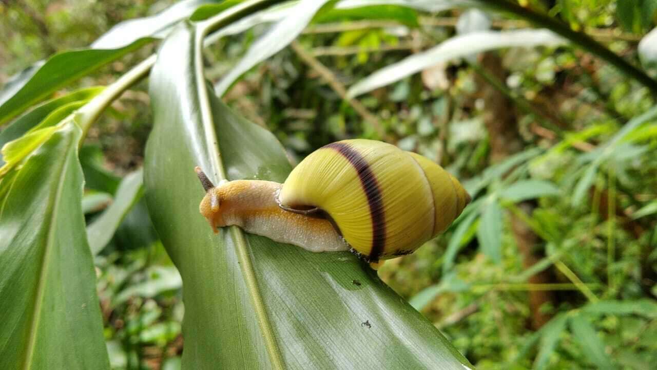 Image of <i>Amphidromus palaceus</i>