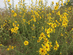 Image of Maximilian sunflower