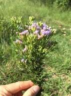 Image of Chromolaena hirsuta (Hook. & Arn.) R. King & H. Rob.