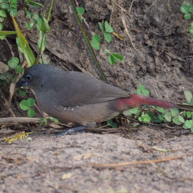 Image of Black-faced Firefinch